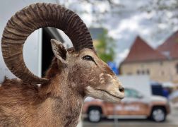 Ein Hoelzernes Erlebnis In Jena Zog Tausende Besucher 20